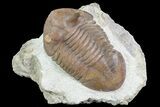Asaphus Intermedius Trilobite With Exposed Hypostome #73497-2